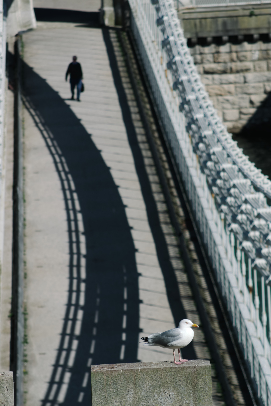 A seagull standing on a bridge in Conwy