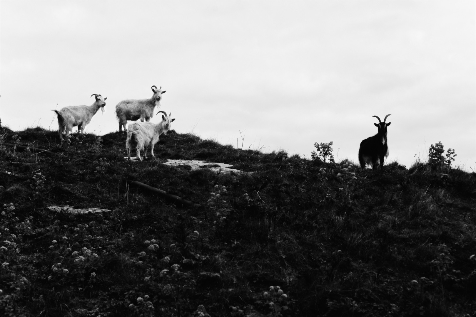 Mountain goats in Llandudno