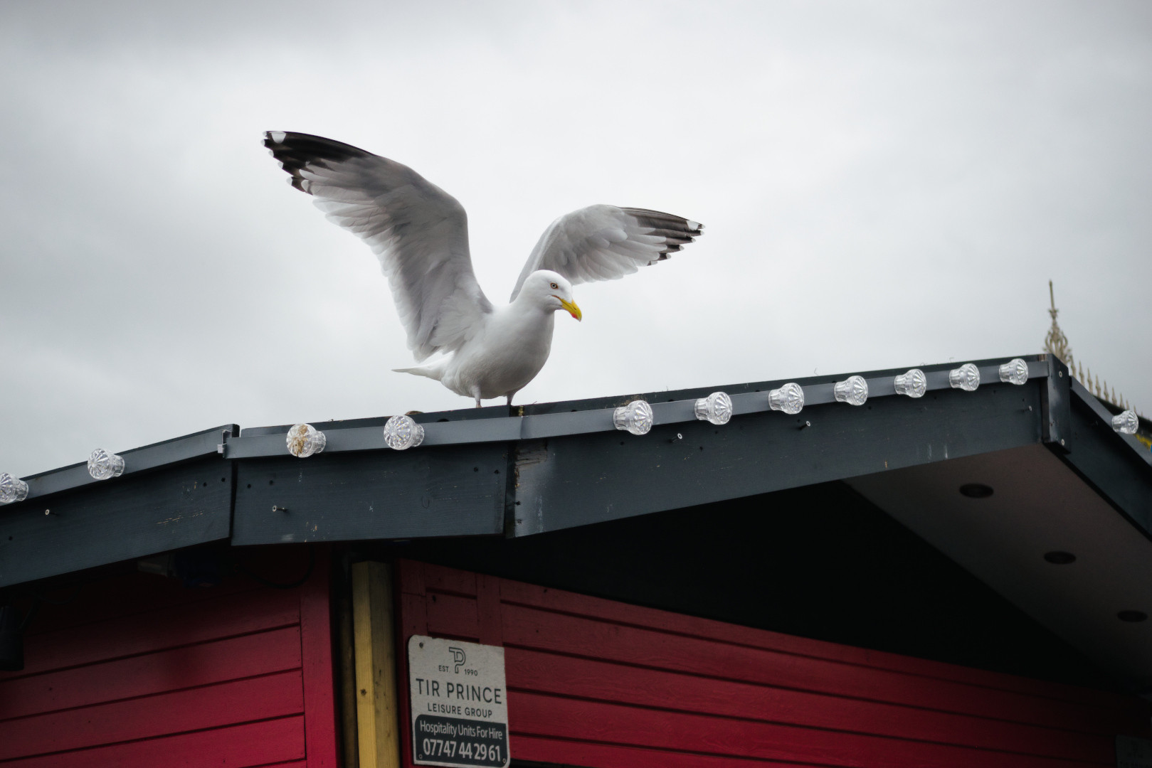 A seagull on a rooftop in Llandudno, Wales