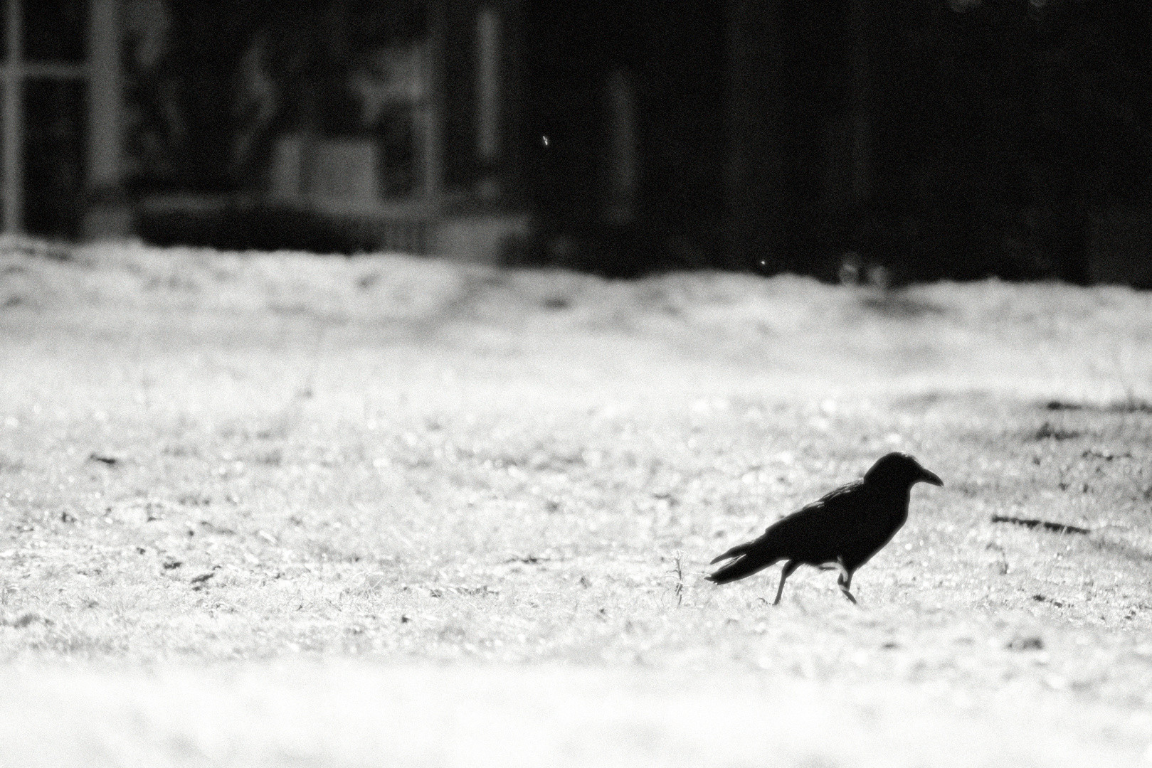 High-contrast silhouette of a crow in a field