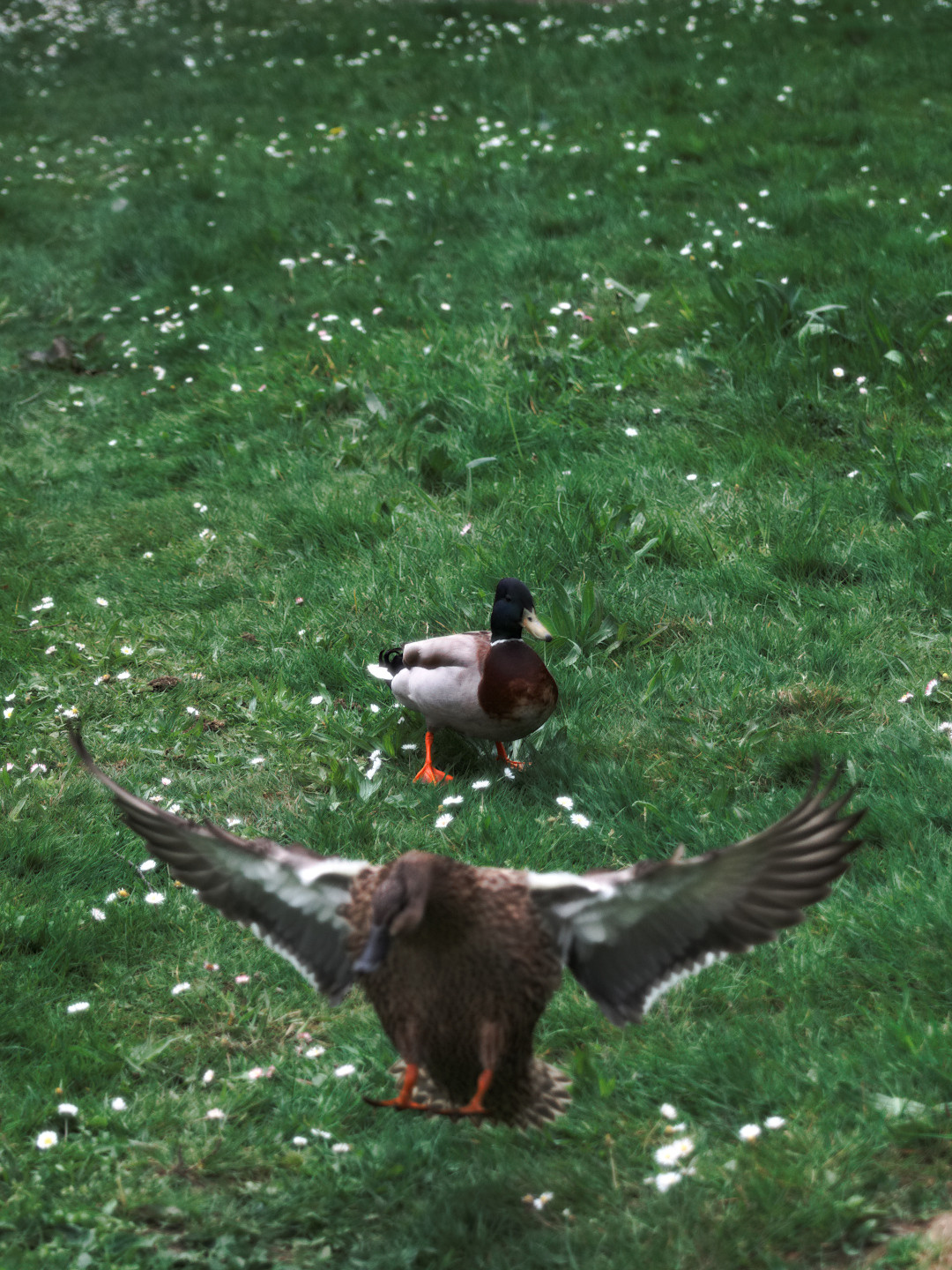 Two mallard ducks in a park in Bures-sur-Yvette